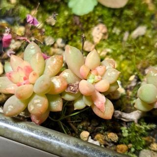 多肉植物 セダム ピンクベリー 葉刺し用葉10コ(その他)