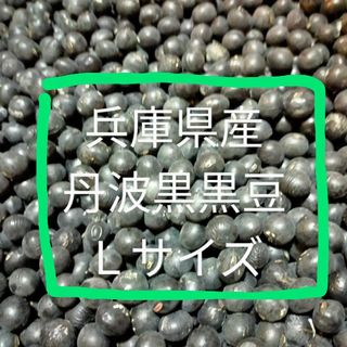 丹波黒黒豆Ｌサイズ500g 兵庫県産(野菜)