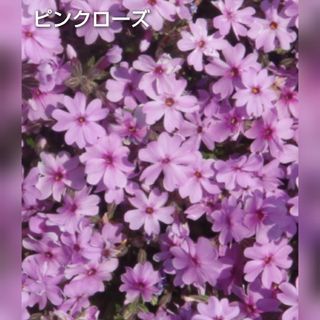 【ネコポス】芝桜 ピンクローズ６cmポット苗(その他)