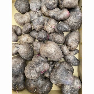 紫山芋のむかご１キロ(野菜)