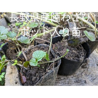長野県産　本わさび苗　10本黒ポット入り　畑わさび(野菜)