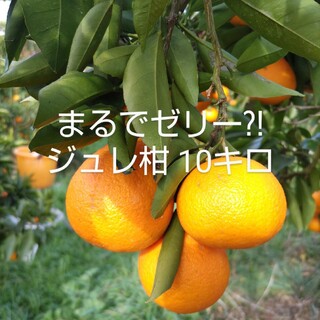 大分県産 不思議食感 ジュレ柑 10キロ(フルーツ)