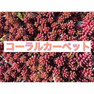 赤く紅葉する多肉植物　コーラルカーペット　苗50苗 即購入歓迎(その他)