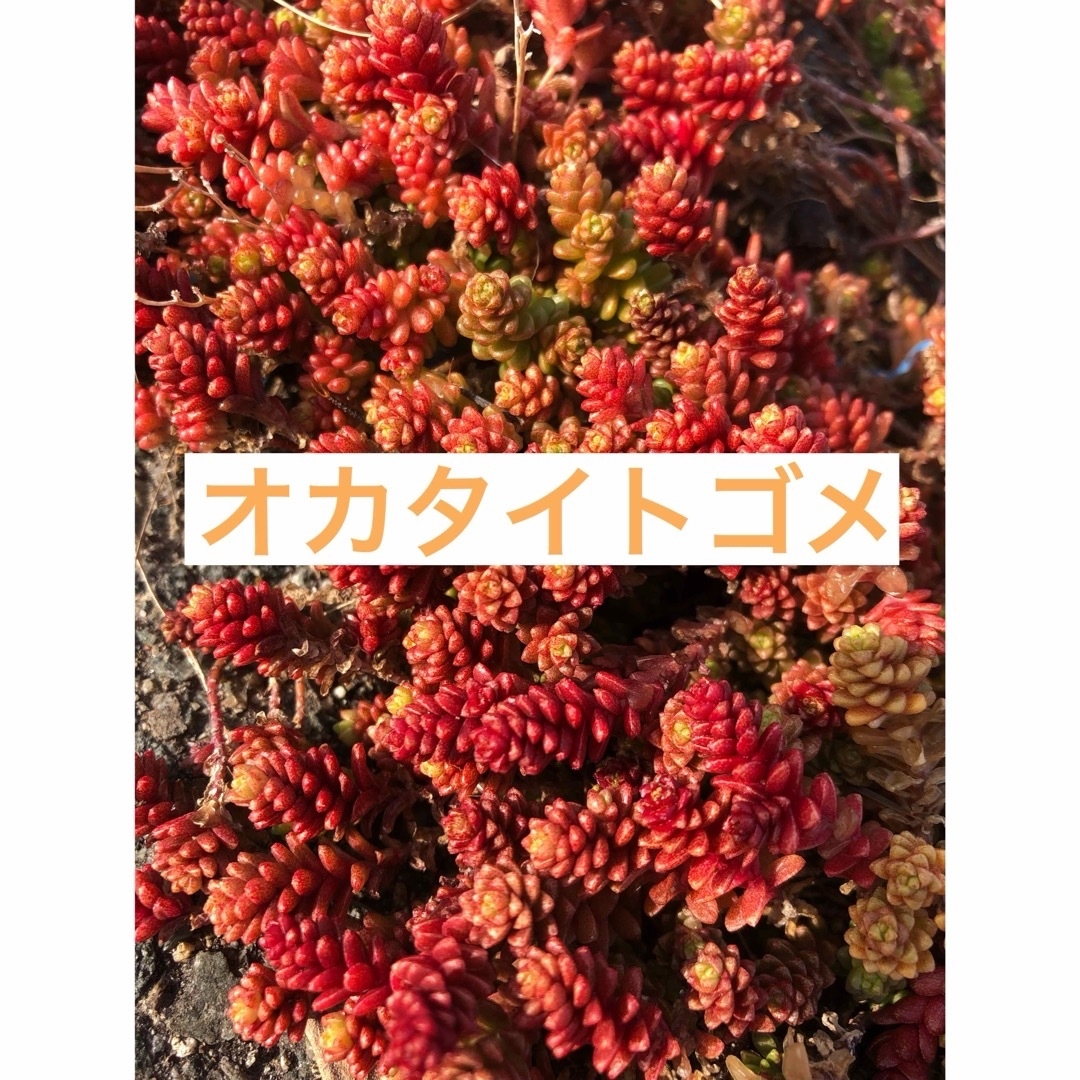 ルビーネックレス50g オカタイトゴメ50g コーラルカーペット50苗 ハンドメイドのフラワー/ガーデン(その他)の商品写真