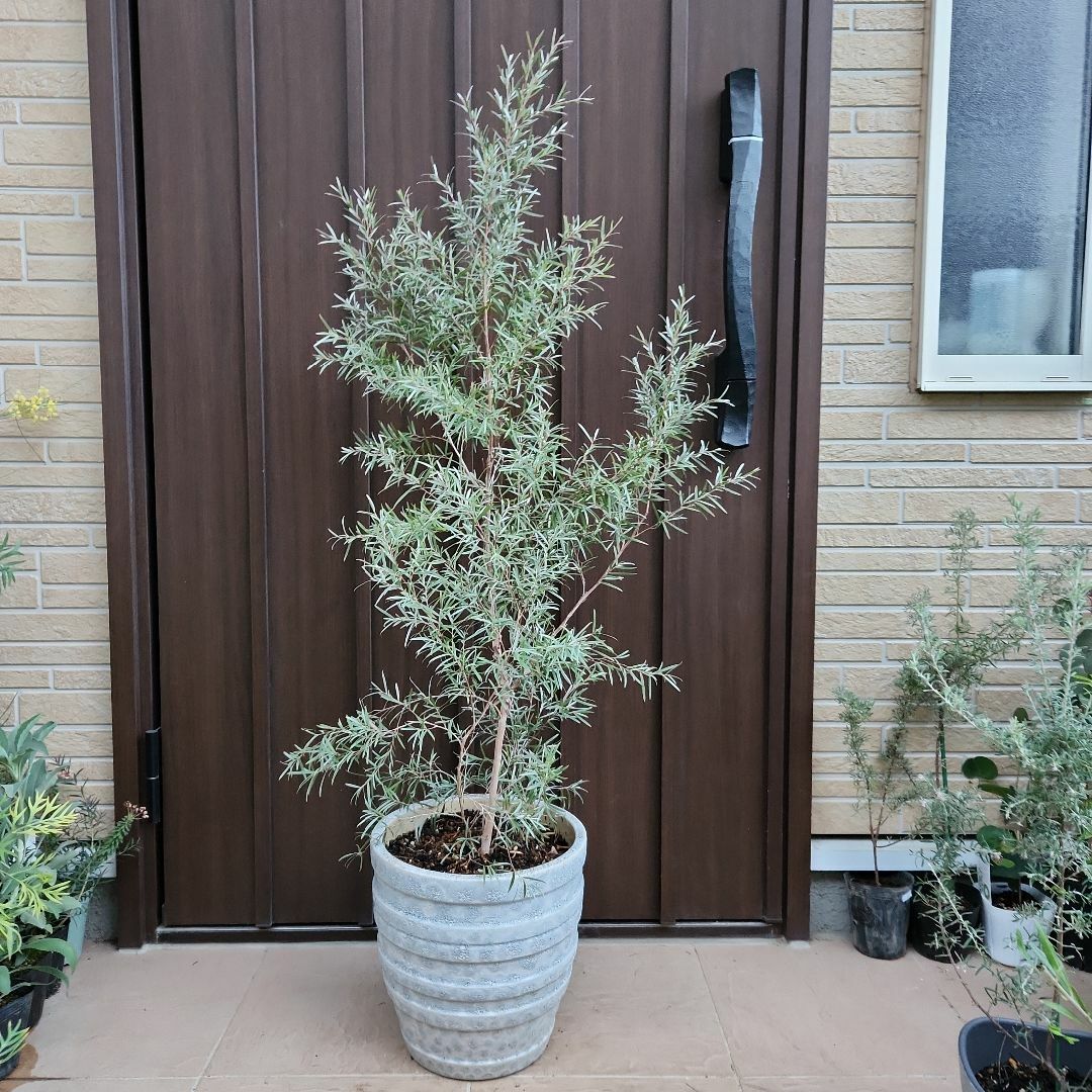 フラワー/ガーデンレプトスペルマム　シルバーティーツリー　テラコッタ鉢植え　大苗　カラーリーフ