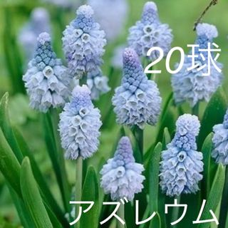 花　ムスカリ　アズレウム　球根　20球(その他)