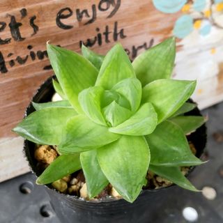 多肉植物  京の華(ハオルチア)(その他)