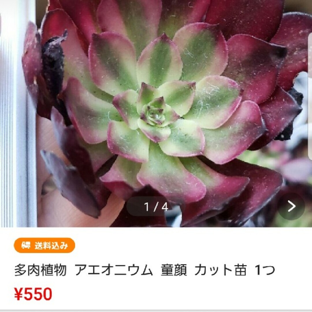 紫乃様専用♡多肉植物♡おまとめ品 ハンドメイドのフラワー/ガーデン(その他)の商品写真