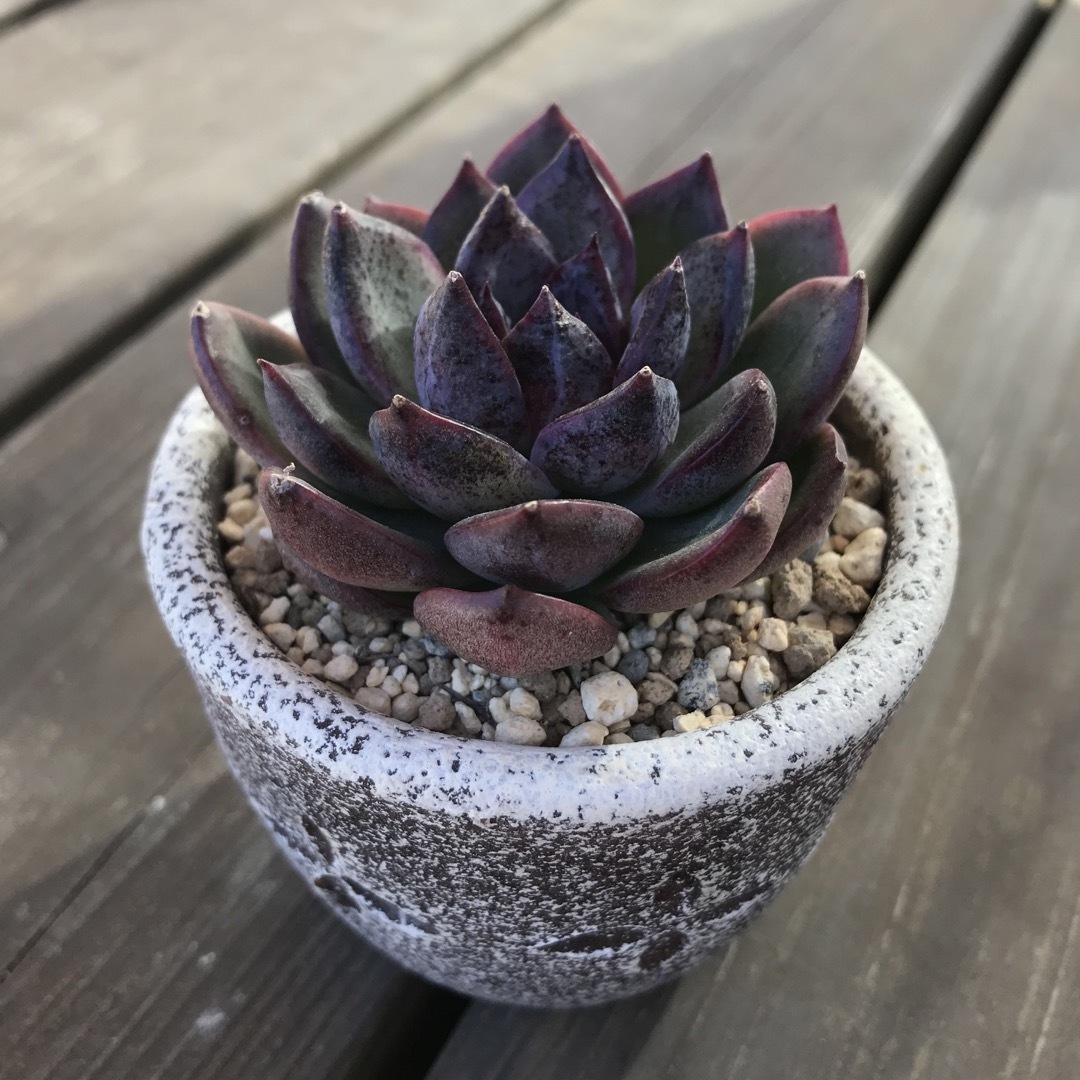 多肉植物12 ブラックベア エケベリア 韓国苗の通販 by 多肉植物 多肉植物12 ブラックベア エケベリア 韓国苗の通販 by 多肉植物