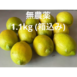 レモン　無農薬　1.1kg (箱込み)(フルーツ)