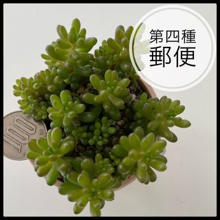 多肉植物　セダム　レッドベリー　抜き苗　根付き(その他)