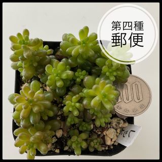 多肉植物　セダム　レッドベリー　抜き苗　根付き(その他)