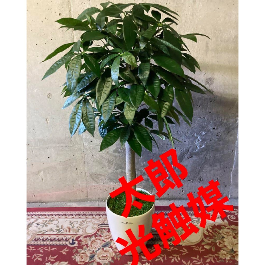 光触媒 人工観葉植物 ウォールグリーン フェイクグリーン 丸刈 光触媒 人工観葉植物 ウォールグリーン フェイクグリーン 丸刈
