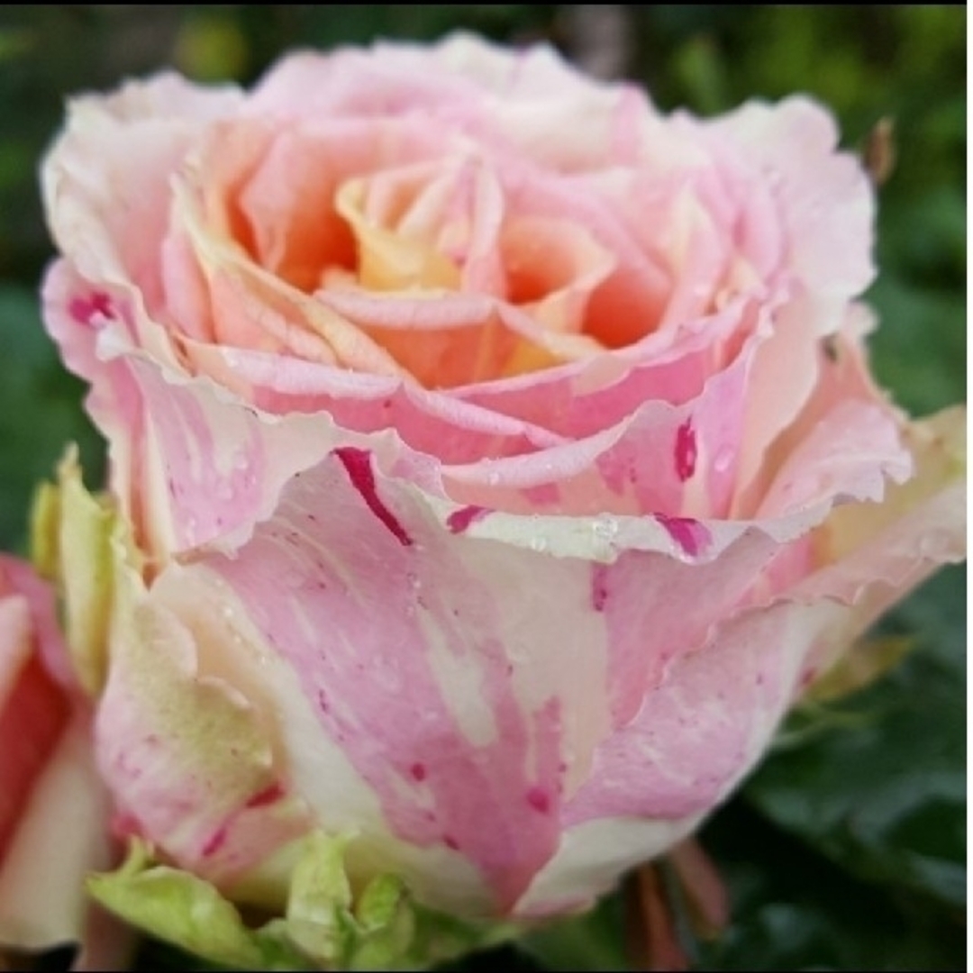 🌼レア人気切り花種バラ苗🌼パステルDE春色絞り🌼華やか♪フィス○🌼 ハンドメイドのフラワー/ガーデン(その他)の商品写真