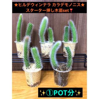 ★ヒルデウィンテラ カラデモノニス★スターター挿し木苗set❣️①POT分✨(その他)