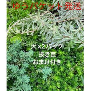 抜き苗　大 2パック＋おまけ　多肉植物　セダム　ゆうパケット発送(その他)