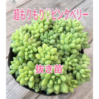 超もりもり♡ピンクベリー(鉢内全て)抜き苗(その他)