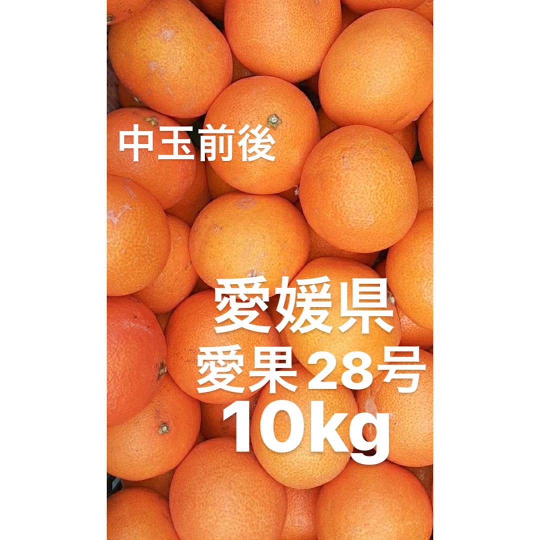 愛媛県産　愛果28号　柑橘　10kgご了承下さいませ