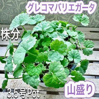グレコマバリエガータ　株分け　苗 山盛り　3.5号Pot 斑入り　グレコマ(その他)