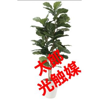 光触媒　人工観葉植物　ウォールグリーン　フェイクグリーン　カシワバゴム1.35(置物)