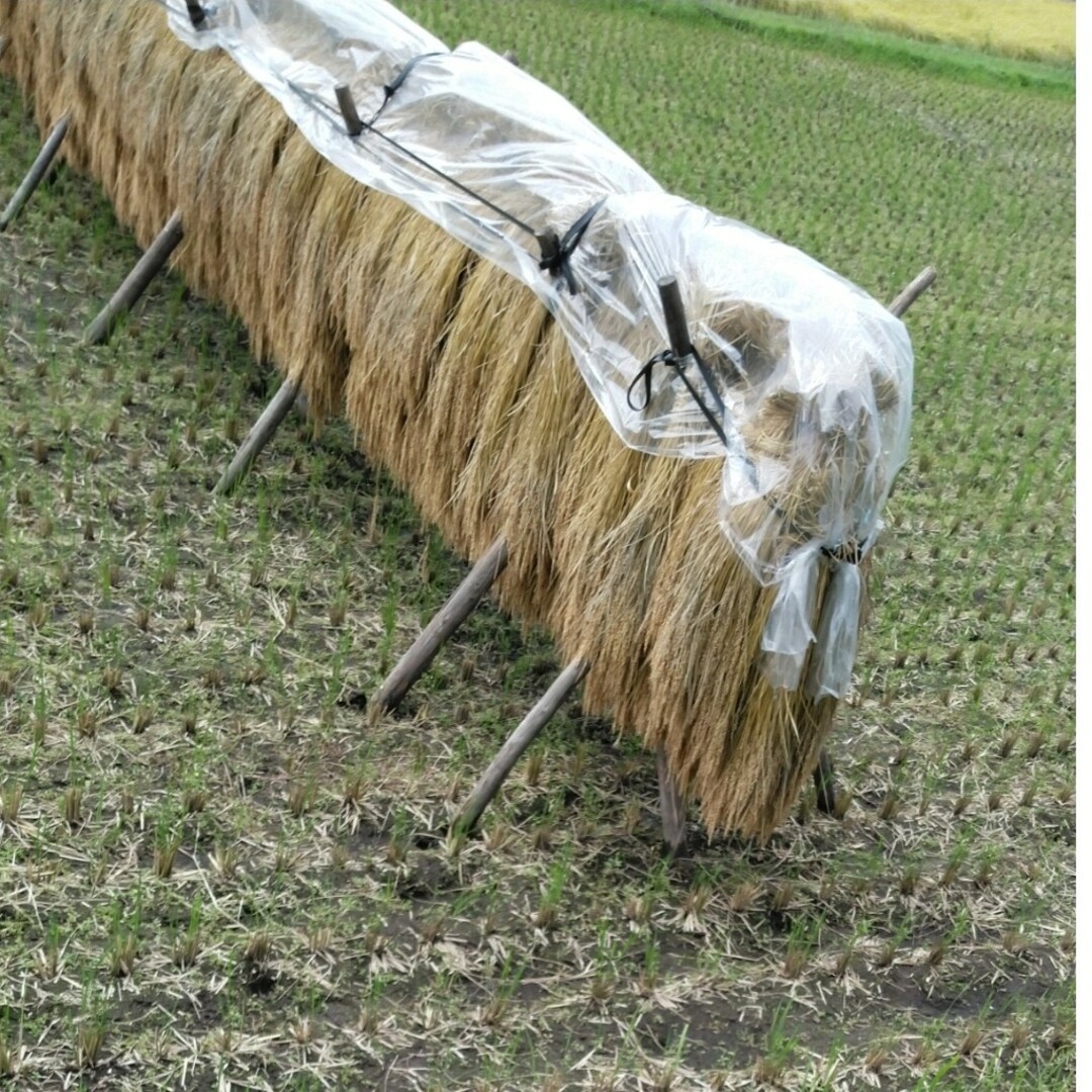 新米令和5年産栃木県特一等米コシヒカリ３０キロ玄米無農薬のお米日光市なります 食品/飲料/酒の食品(米/穀物)の商品写真