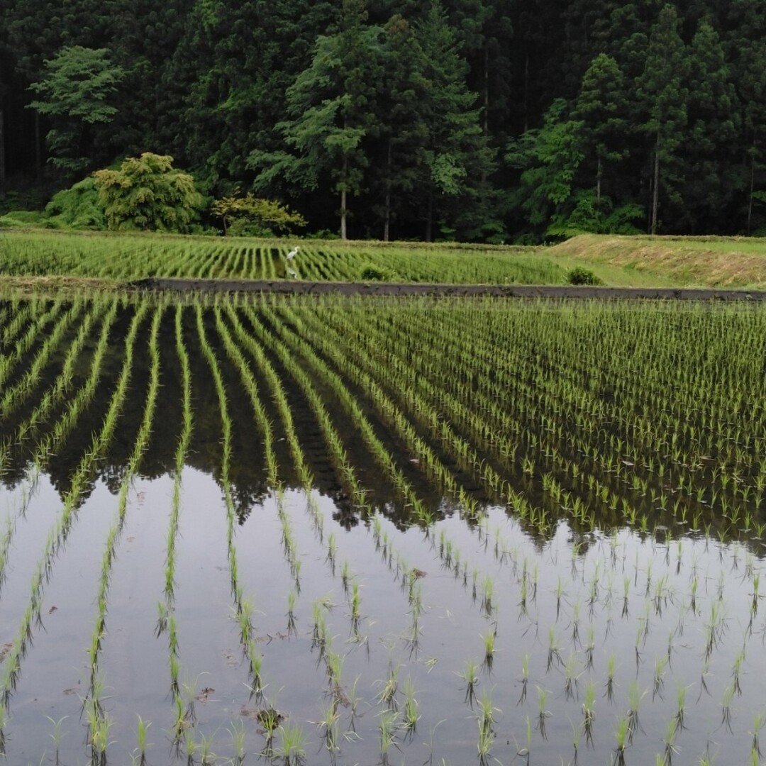 新米令和5年産栃木県特一等米コシヒカリ３０キロ玄米無農薬のお米日光市なります 食品/飲料/酒の食品(米/穀物)の商品写真