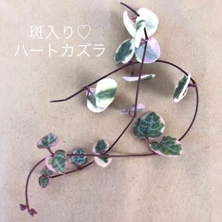 【ハートカズラ♡斑入り】カット苗(その他)