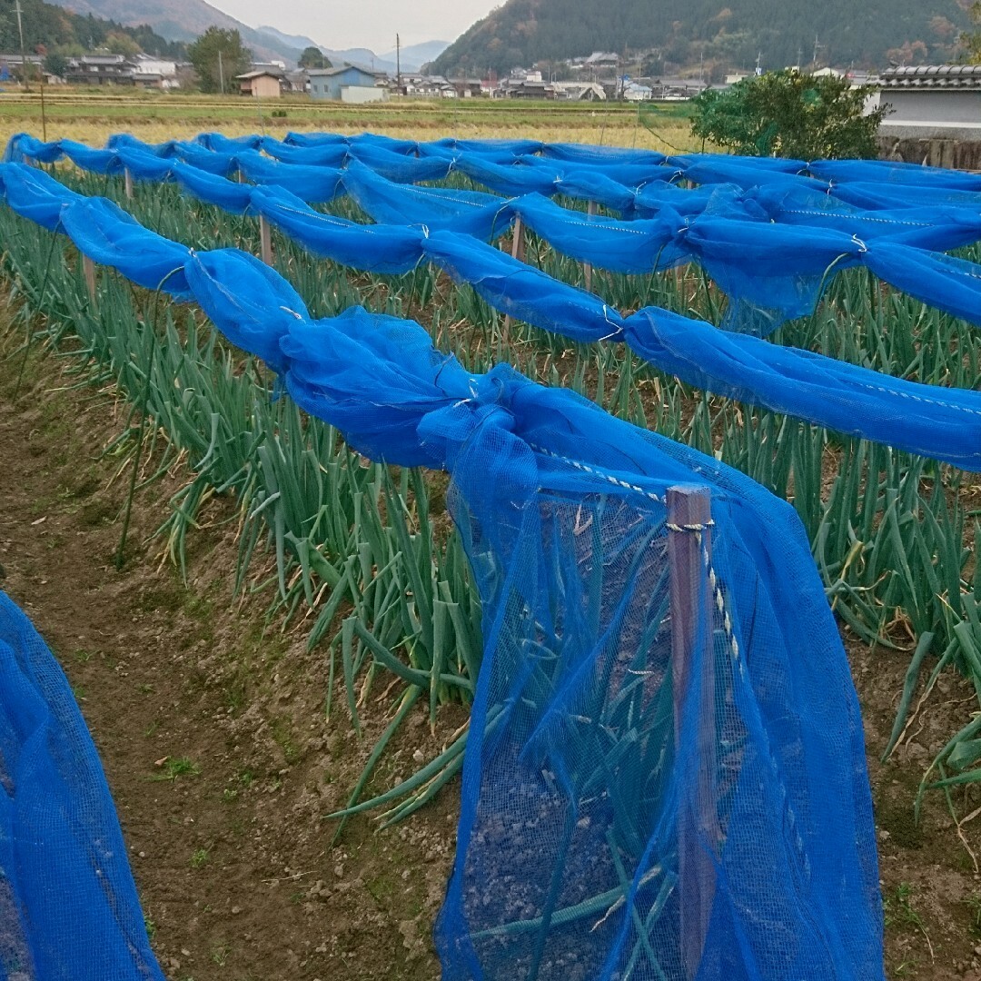 岩津ネギ4キロM・MMサイズ 食品/飲料/酒の食品(野菜)の商品写真