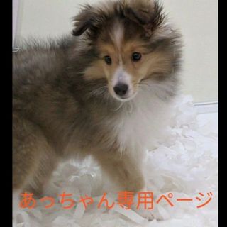 あっちゃん様専用ページ(その他)