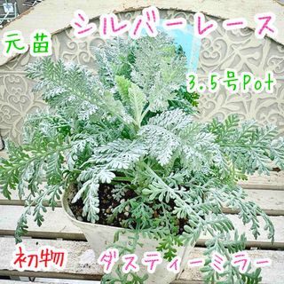 初物‼️ シルバーレース　苗　元苗　3.5号　ダスティーミラー　シルバーリーフ(その他)