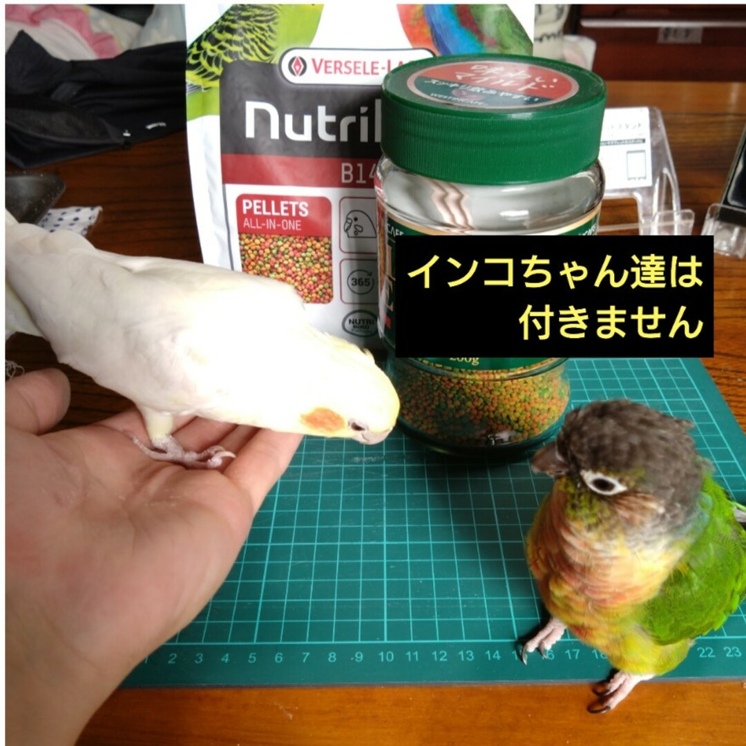 NutriBird ニュートリバー　B14　セキセイ&インコ　ペレット　お試し その他のペット用品(鳥)の商品写真