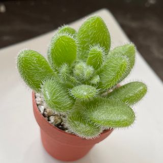 おまとめ!多肉植物^o^ カシミヤヒントニーの通販 by わんこ's おまとめ!多肉植物^o^ カシミヤヒントニーの通販 by わんこ's