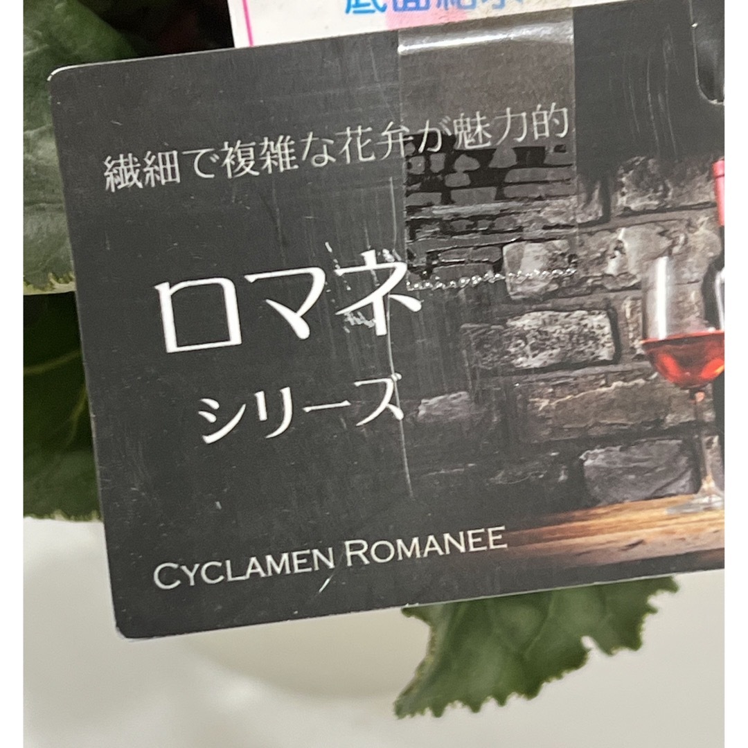 ①シクラメン　ロマネシリーズ　5号 ハンドメイドのフラワー/ガーデン(その他)の商品写真