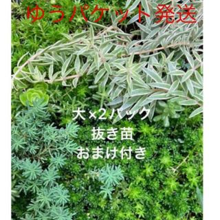 抜き苗　大 2パック＋おまけ　多肉植物　セダム　ゆうパケット発送(その他)