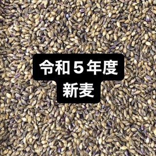令和５年度産もち麦（ダイシモチ）900g(米/穀物)