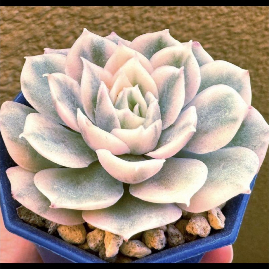 オウンスロー錦　多肉植物　韓国苗　オンスロー錦 ハンドメイドのフラワー/ガーデン(その他)の商品写真