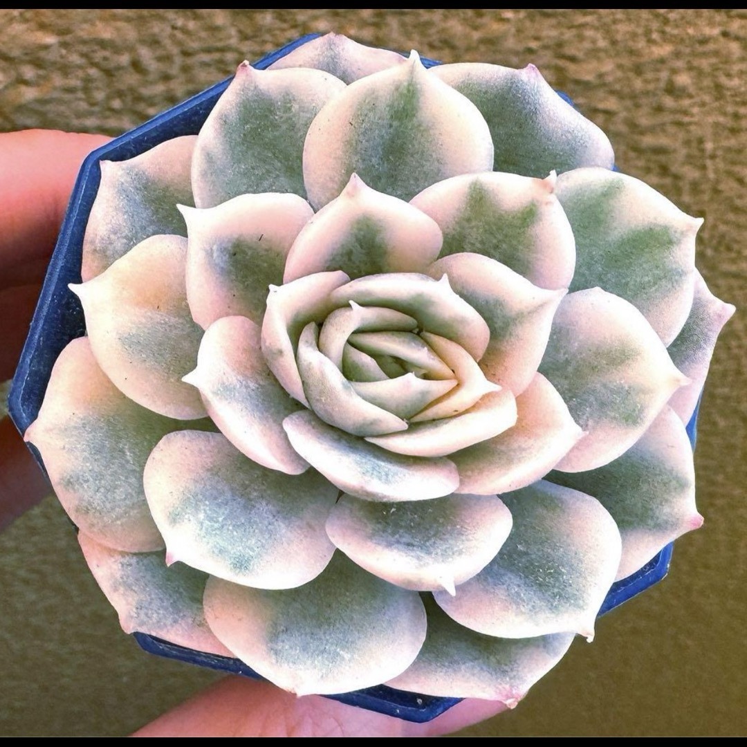 オウンスロー錦　多肉植物　韓国苗　オンスロー錦 ハンドメイドのフラワー/ガーデン(その他)の商品写真