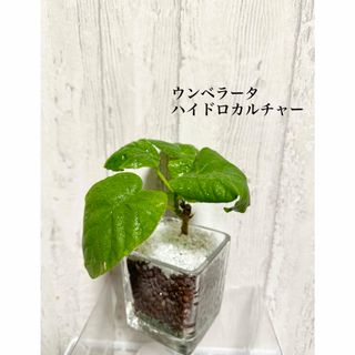 ウンベラータ　ハイドロカルチャー　観葉植物(ドライフラワー)