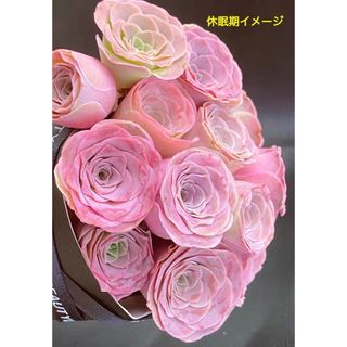 レア交配種 多肉植物 グリーノビア Rola 抜き苗 1株(その他)