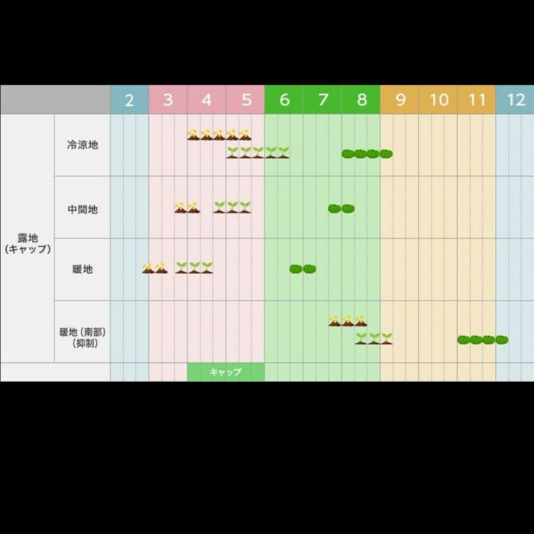 無農薬！かぼちゃの種 その他のその他(その他)の商品写真