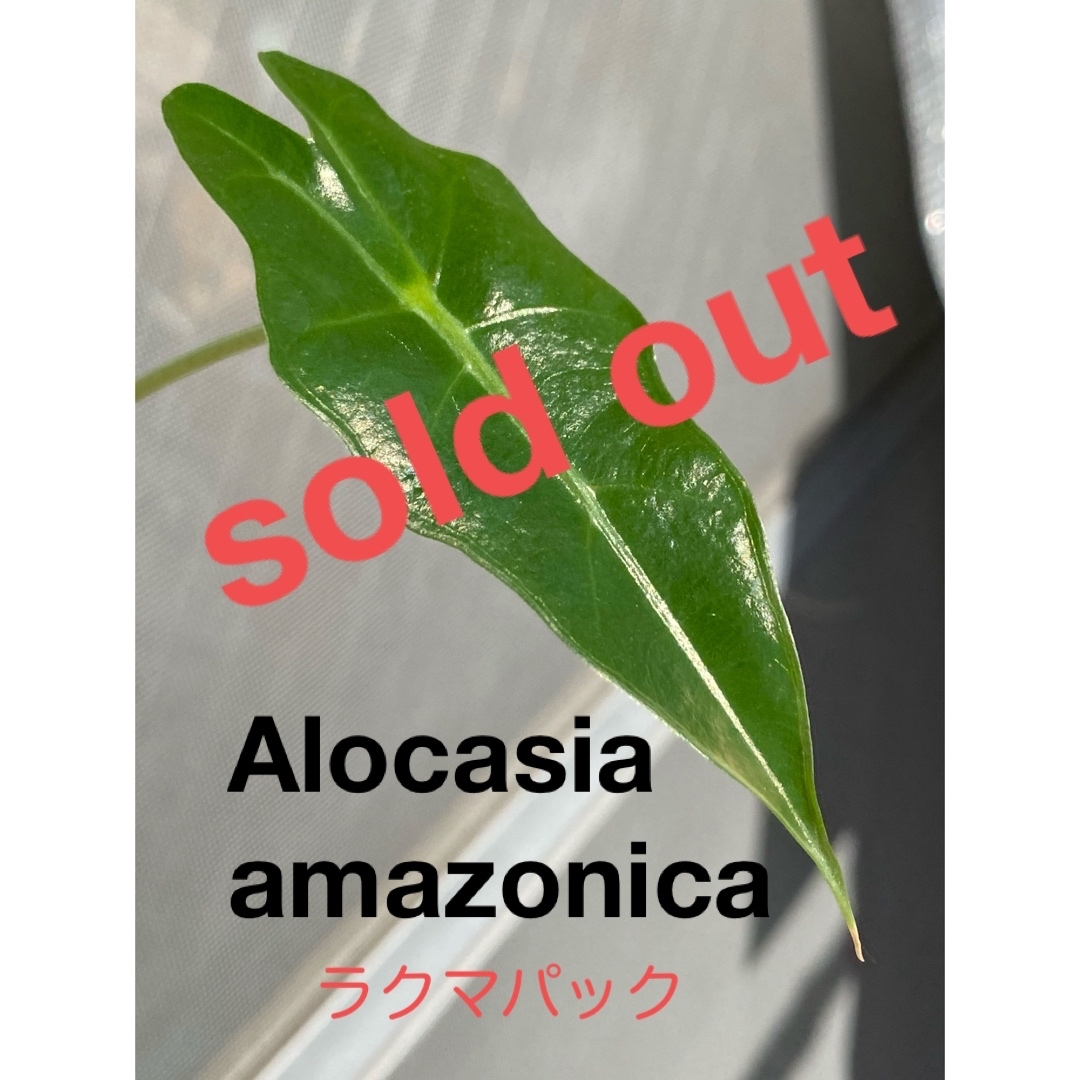 【種芋から育てました‼️】アロカシア　アマゾニカ　赤ちゃん苗♪ ラクマパック ハンドメイドのフラワー/ガーデン(その他)の商品写真