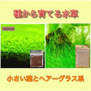 種から育てる水草　水草の種【小さい葉とヘアーグラス系】各5gセット(アクアリウム)