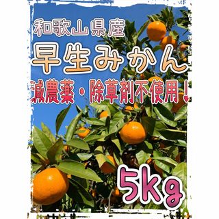 減農薬 早生みかん【5kg】和歌山県産(フルーツ)