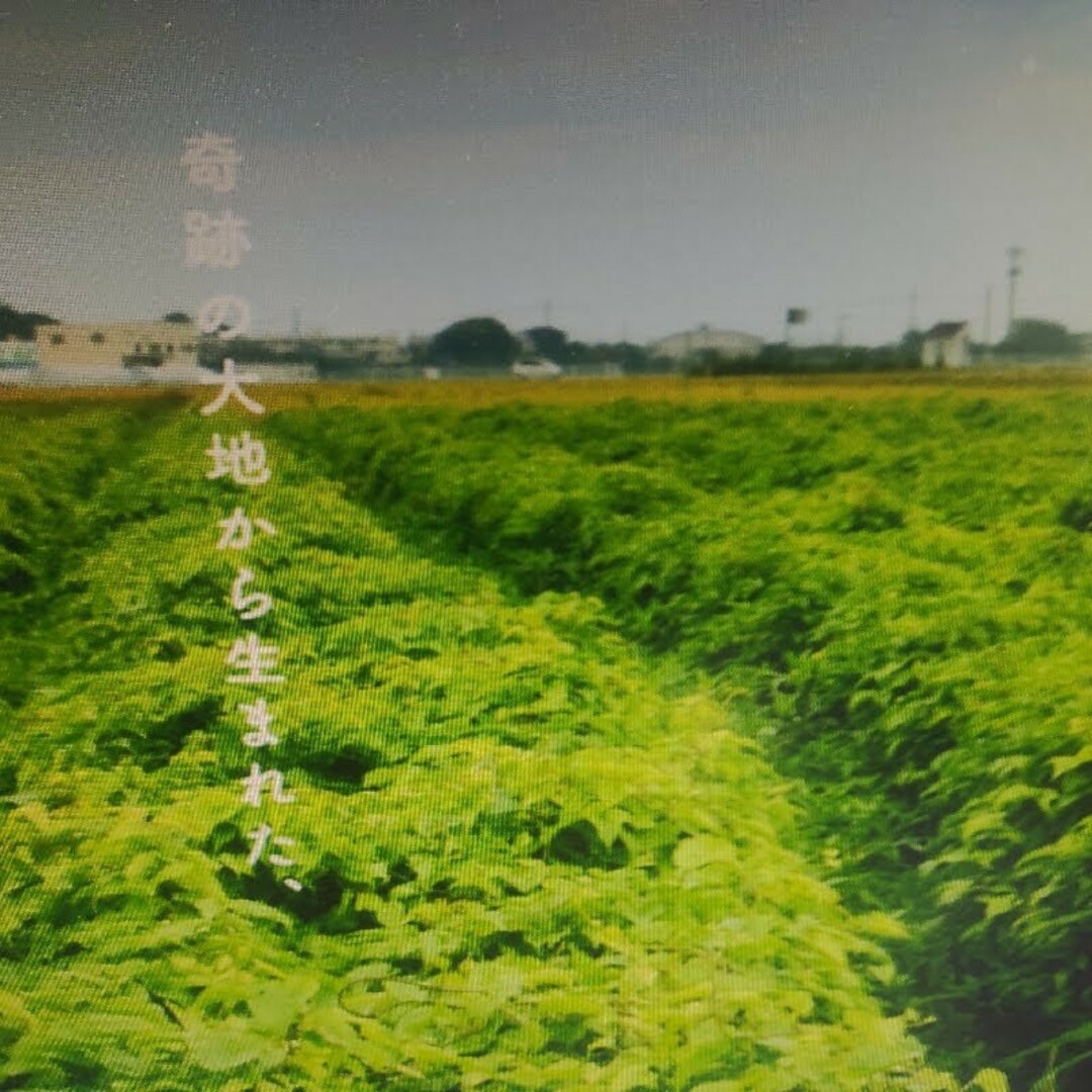 加賀丸芋❣️1㌔箱 食品/飲料/酒の食品(野菜)の商品写真