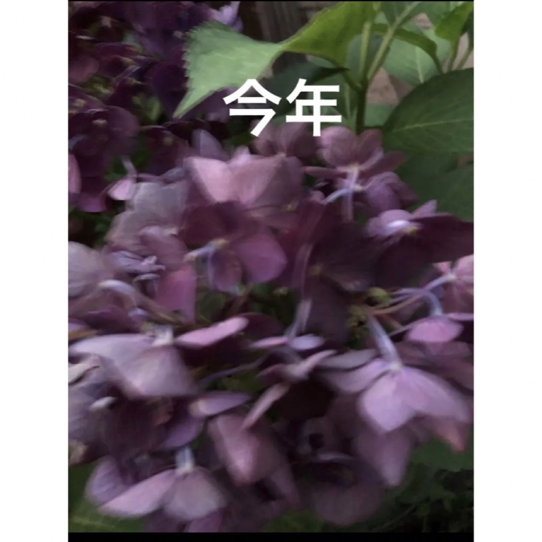 ★ポット発送B★発根苗★アンティークな紫陽花〜♡ドライフラワー♡かわいいお庭に♡
