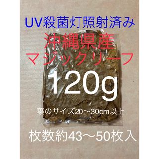 沖縄県やんばる産　マジックリーフ　120g 43〜50枚入　UV殺菌灯照射済み①(アクアリウム)