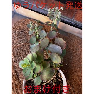 胡蝶の舞　抜き苗＋おまけ　多肉植物　セダム　ゆうパケット発送(その他)