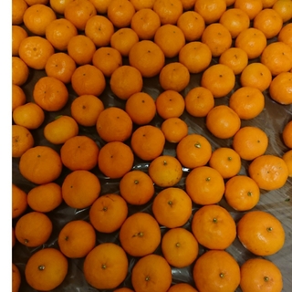 マンダリンオレンジ　約5kg(フルーツ)