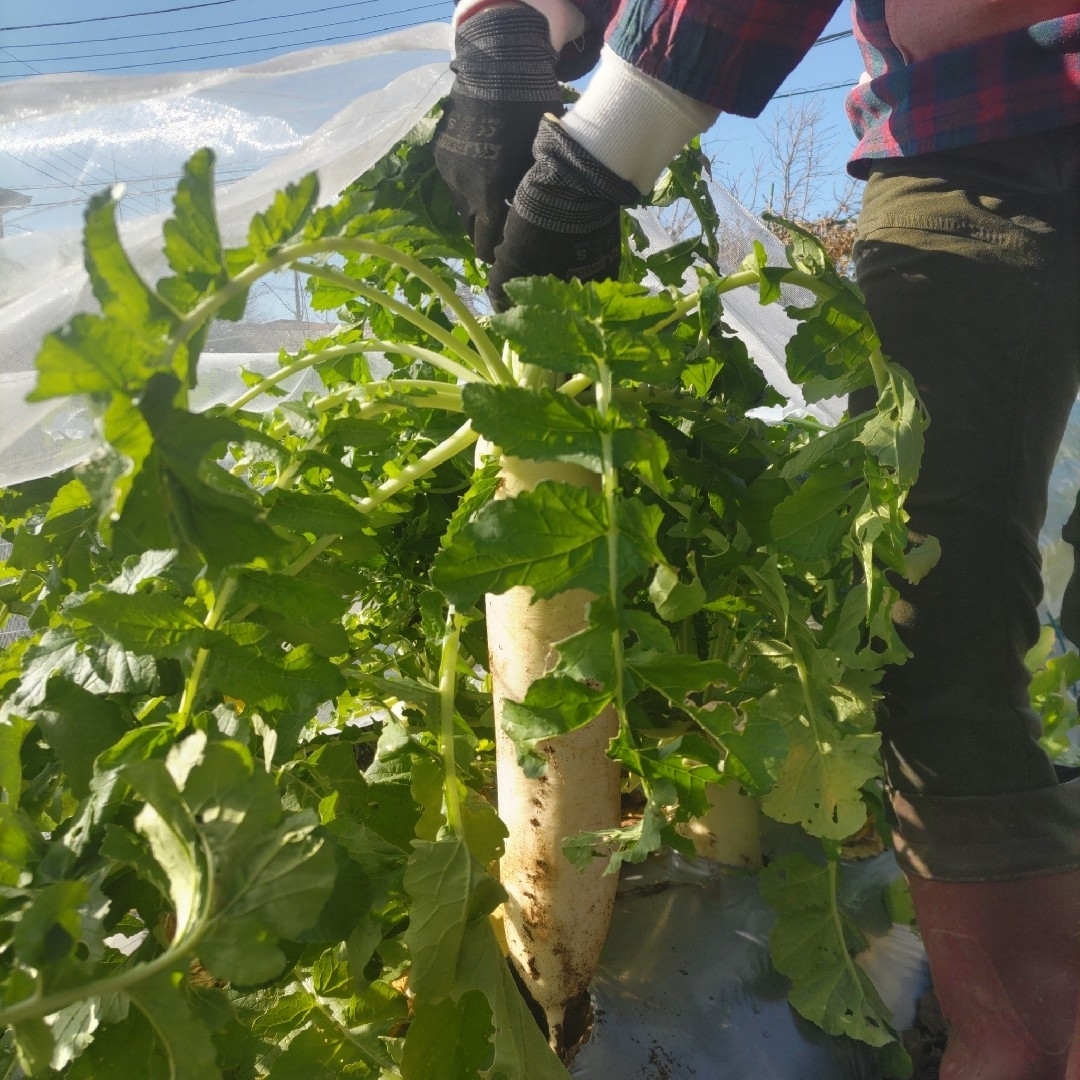 簡単便利【10種類の乾燥野菜MIX200g】自然の美味しさと香り 無添加 無着色 食品/飲料/酒の食品(野菜)の商品写真