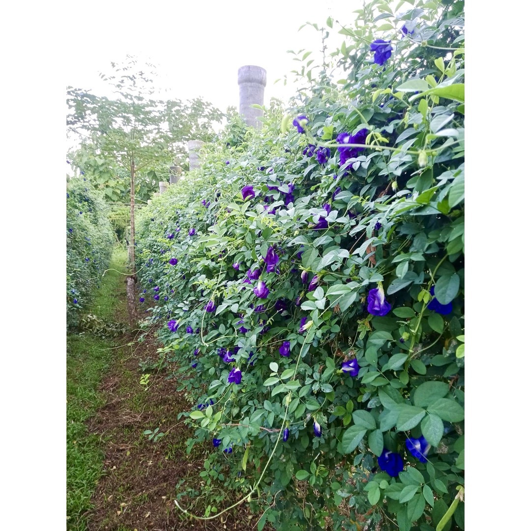 ★バタフライピーButterfly Pea•85g無農薬♪❀(*´◡`*)❀  食品/飲料/酒の食品(野菜)の商品写真